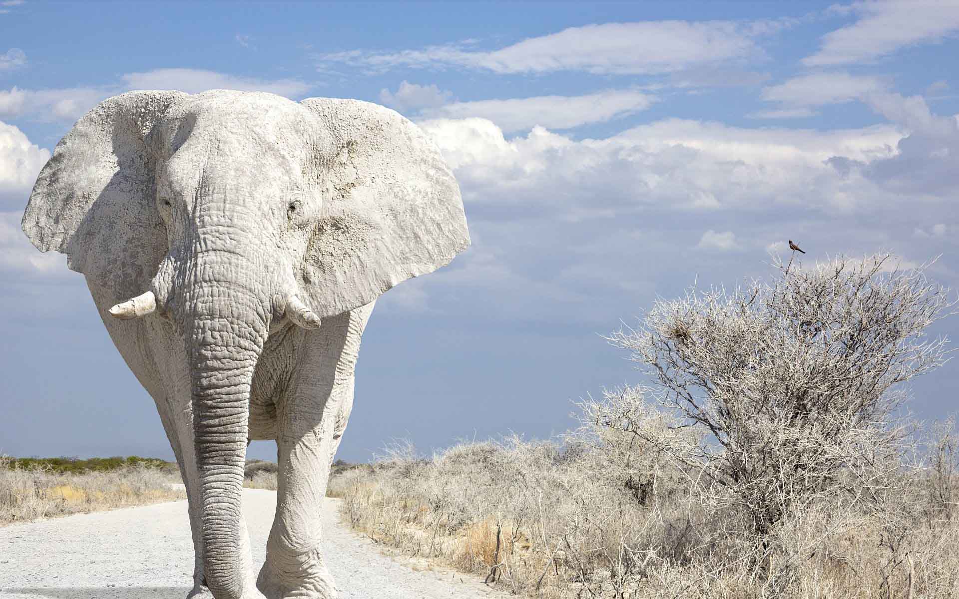The White Elephant In Room Eos Investors Shell Out 700m For