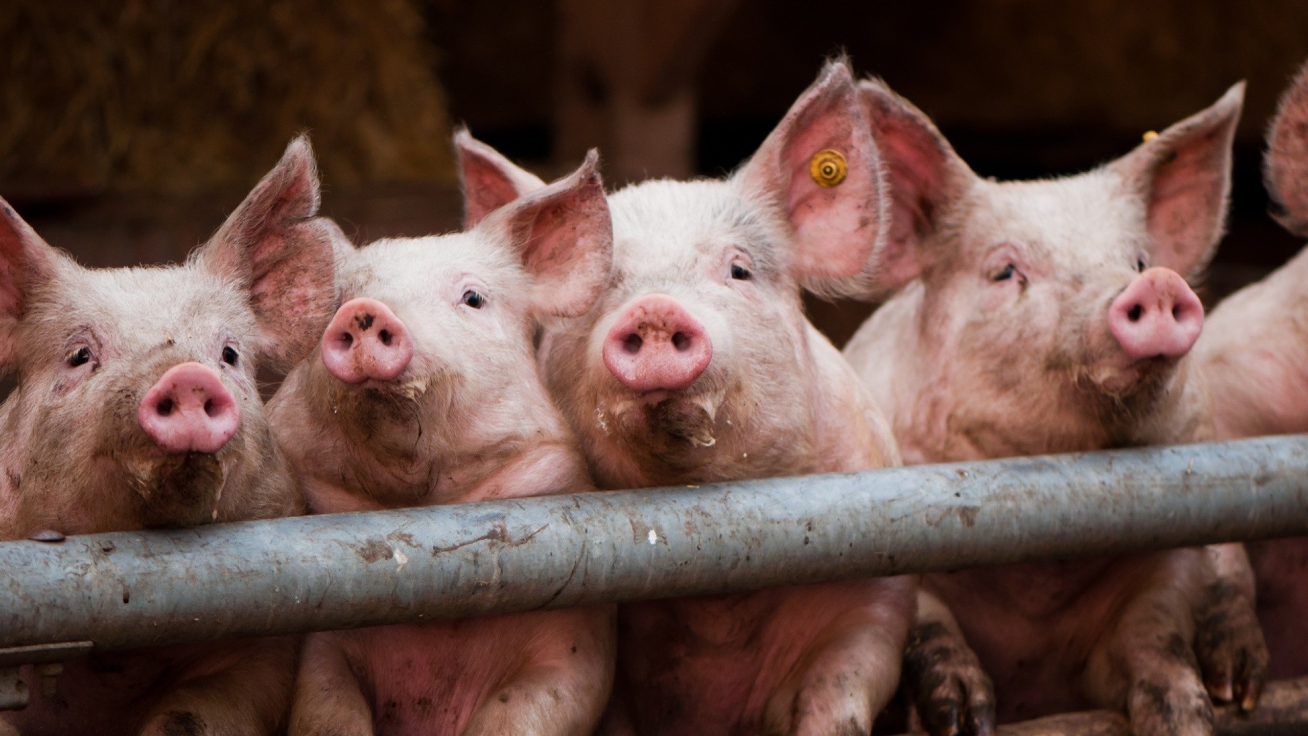 Pig Wallpaper
