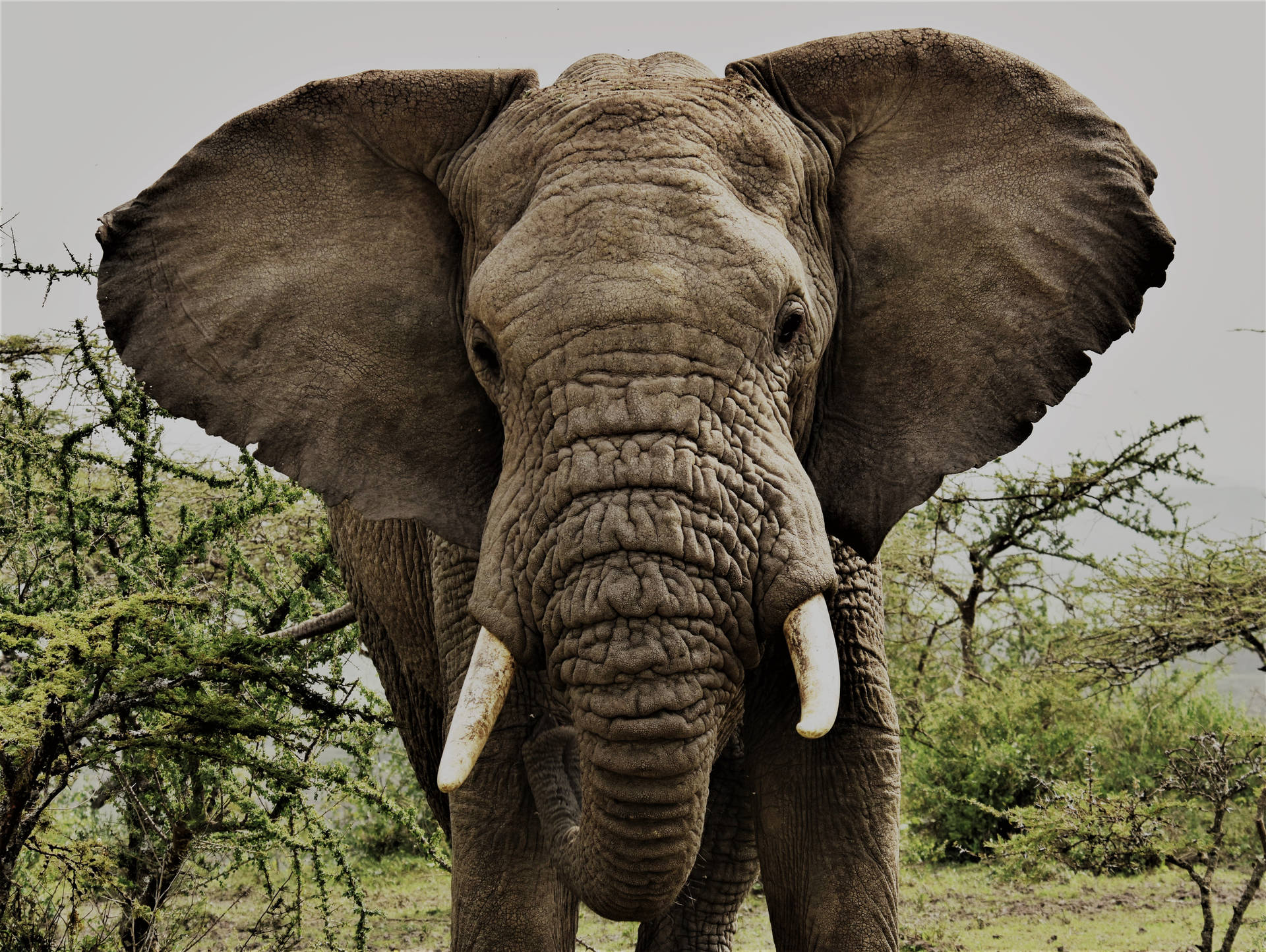 African Animals Wallpaper