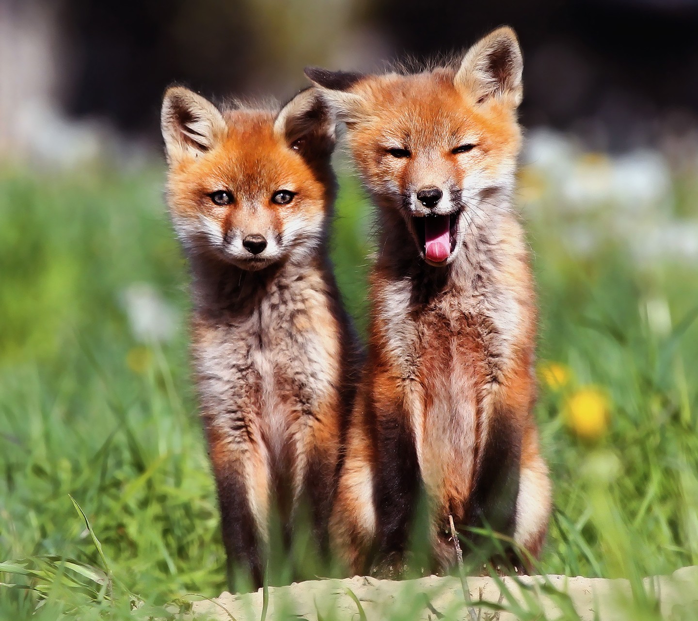 Fox Cubs Mobile Wallpaper