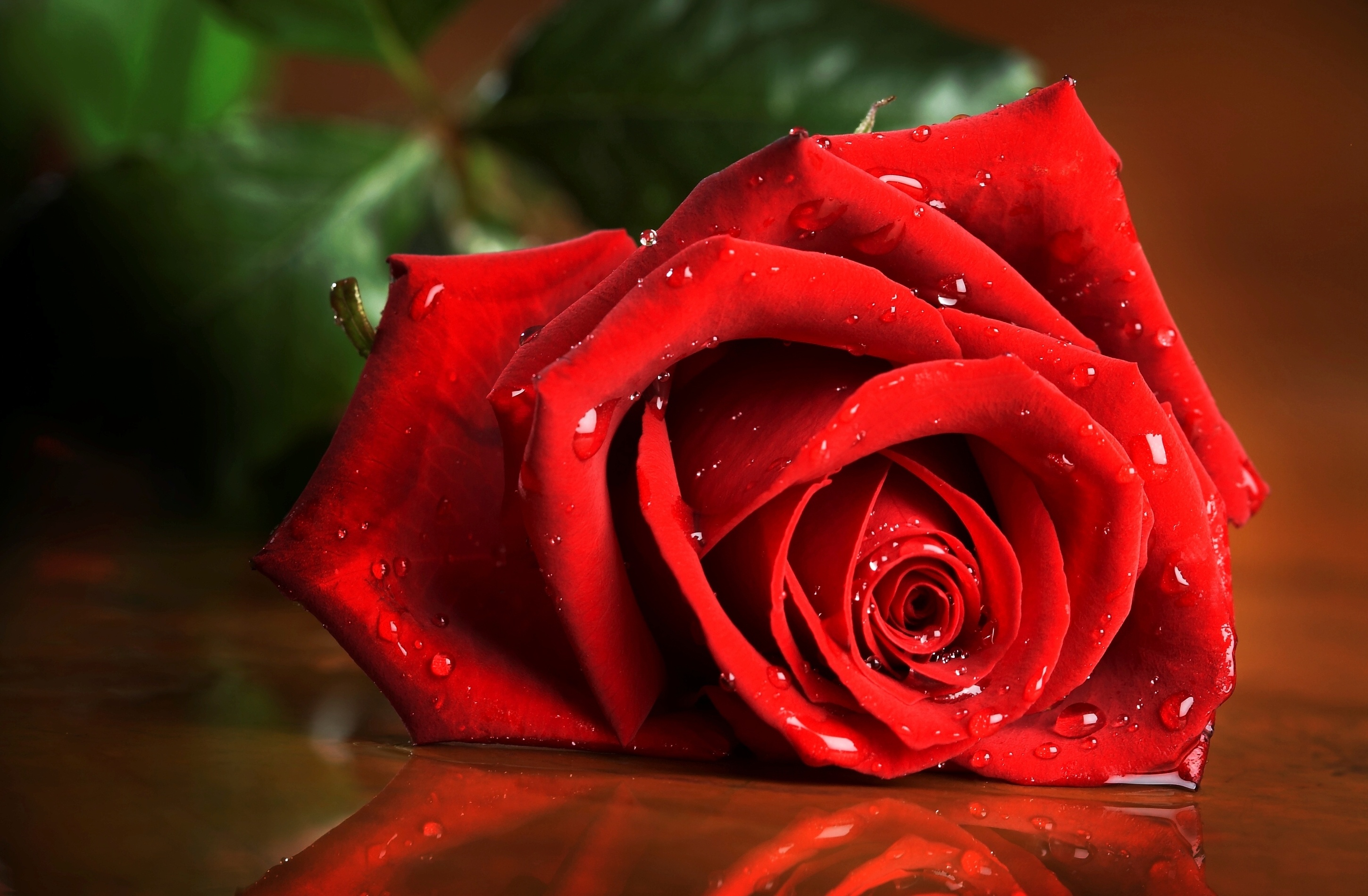 Red Flower Nature Close Wallpaper