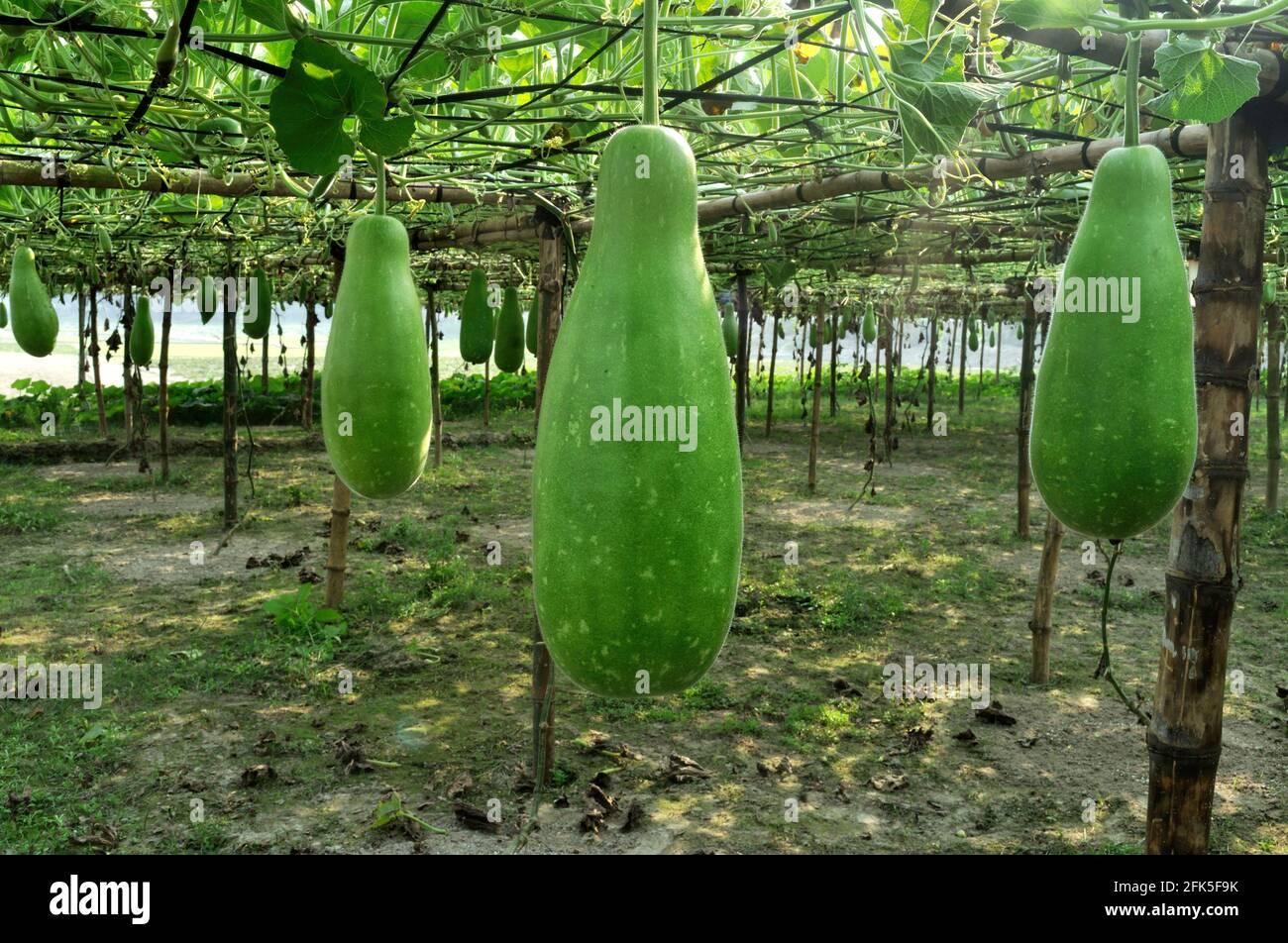 Bottle Gourd Hi Res Stock Photography And Image