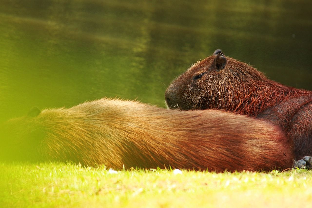 Image On Capybara Background West In