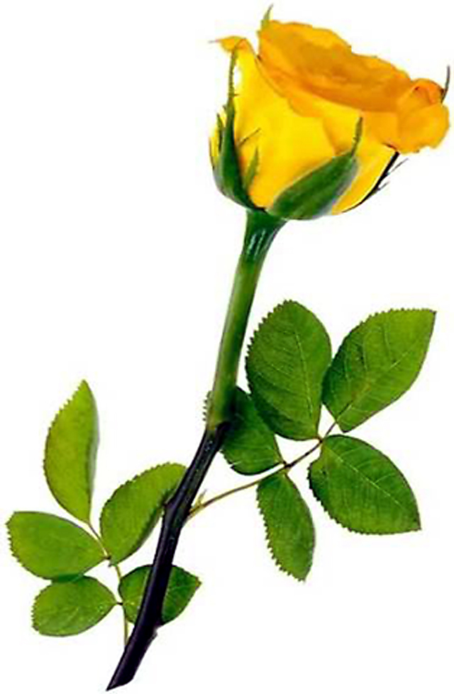 Friendship Day Yellow Rose Photo On Rediff S