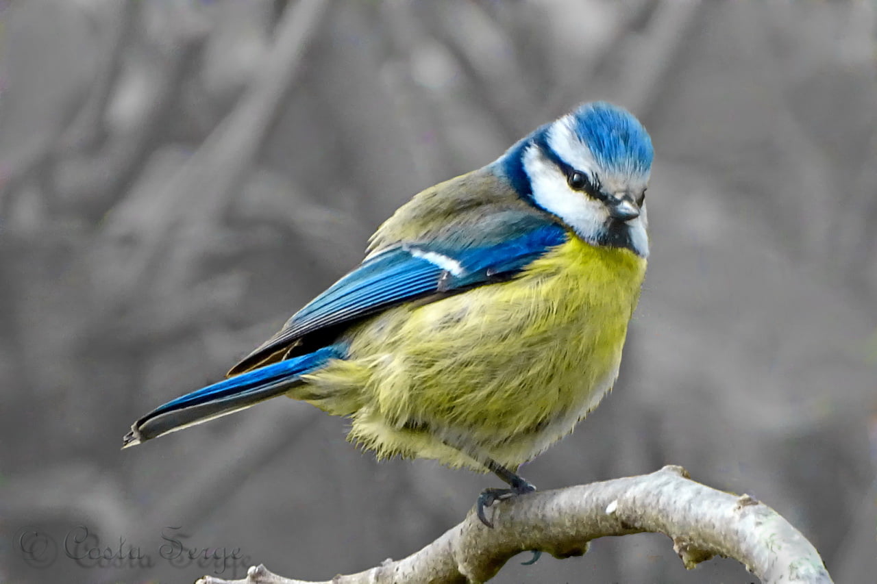 Blue White And Yellow Finch HD Wallpaper