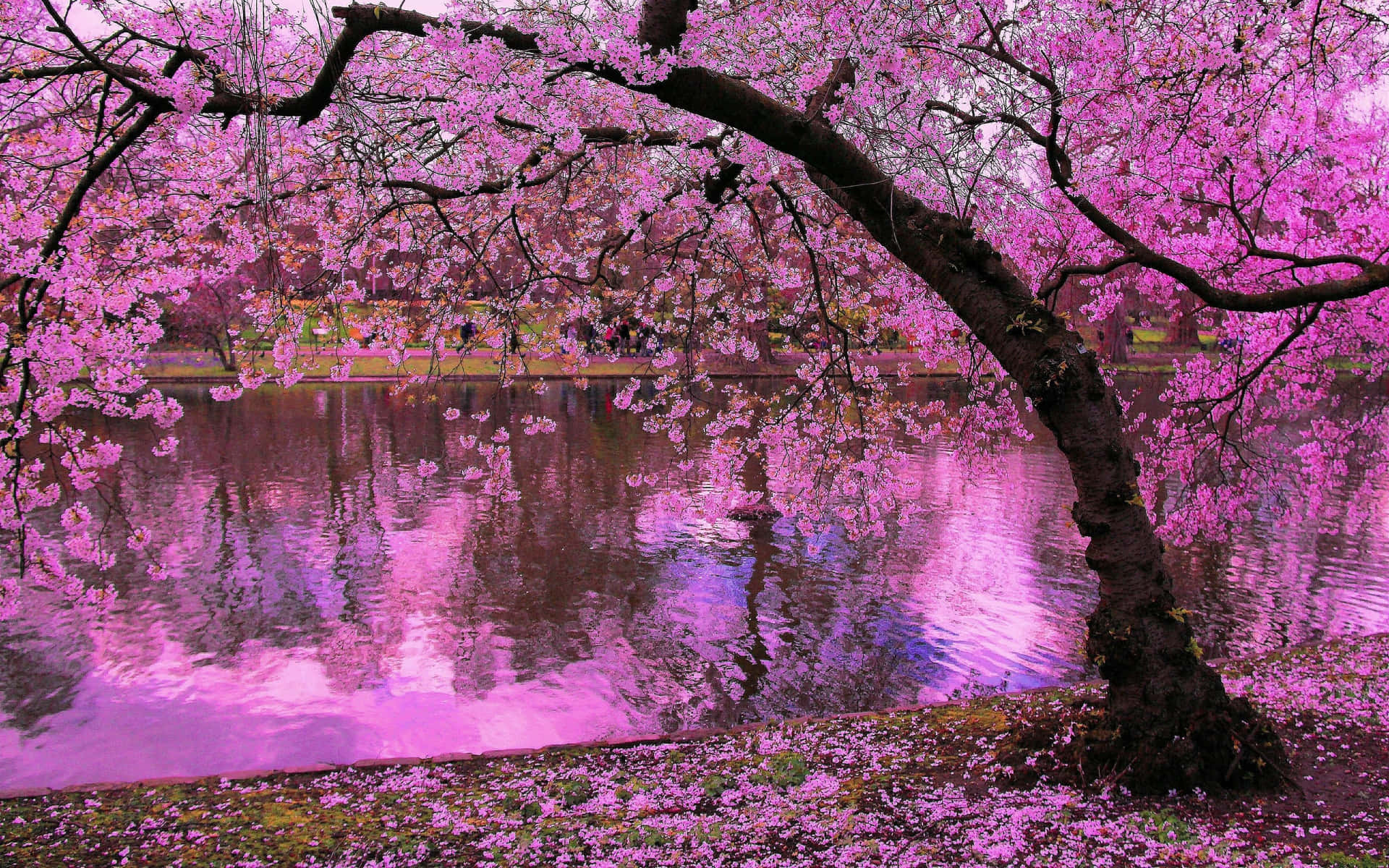 Japanese Pink Wallpaper