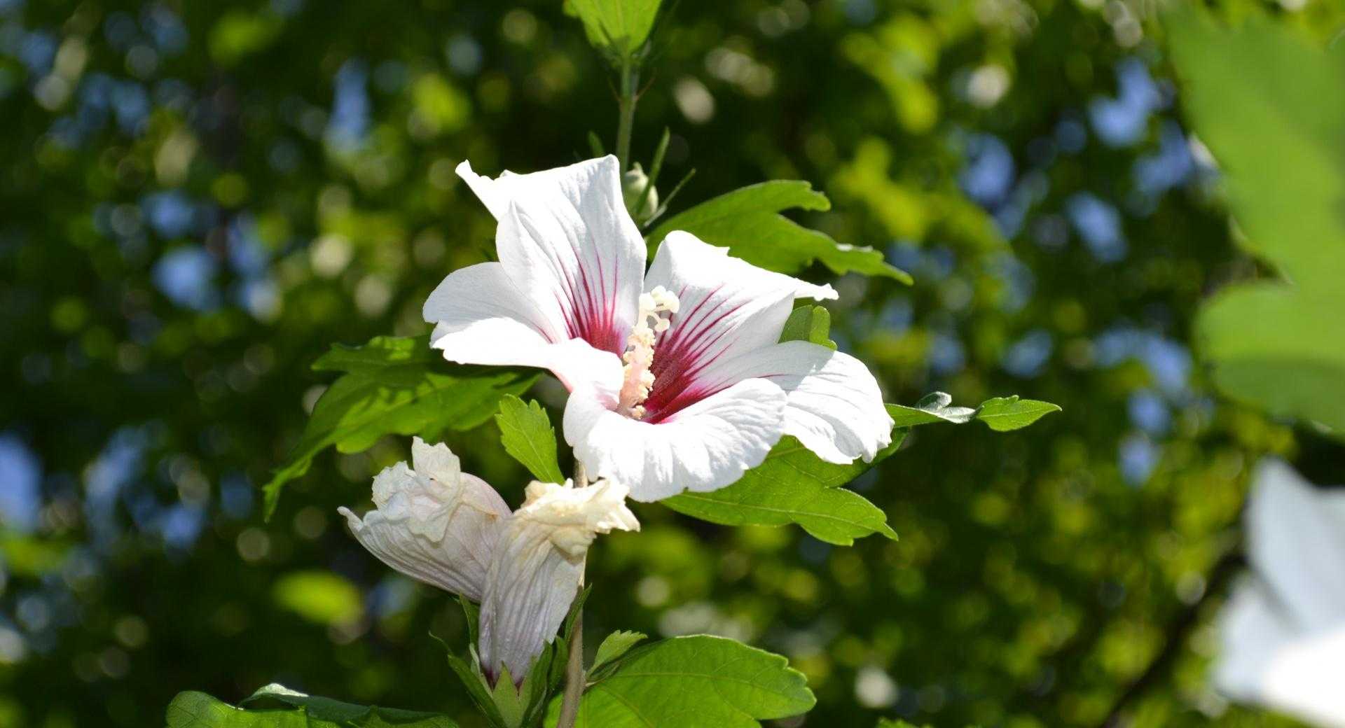 White Hibiscus Wallpaper