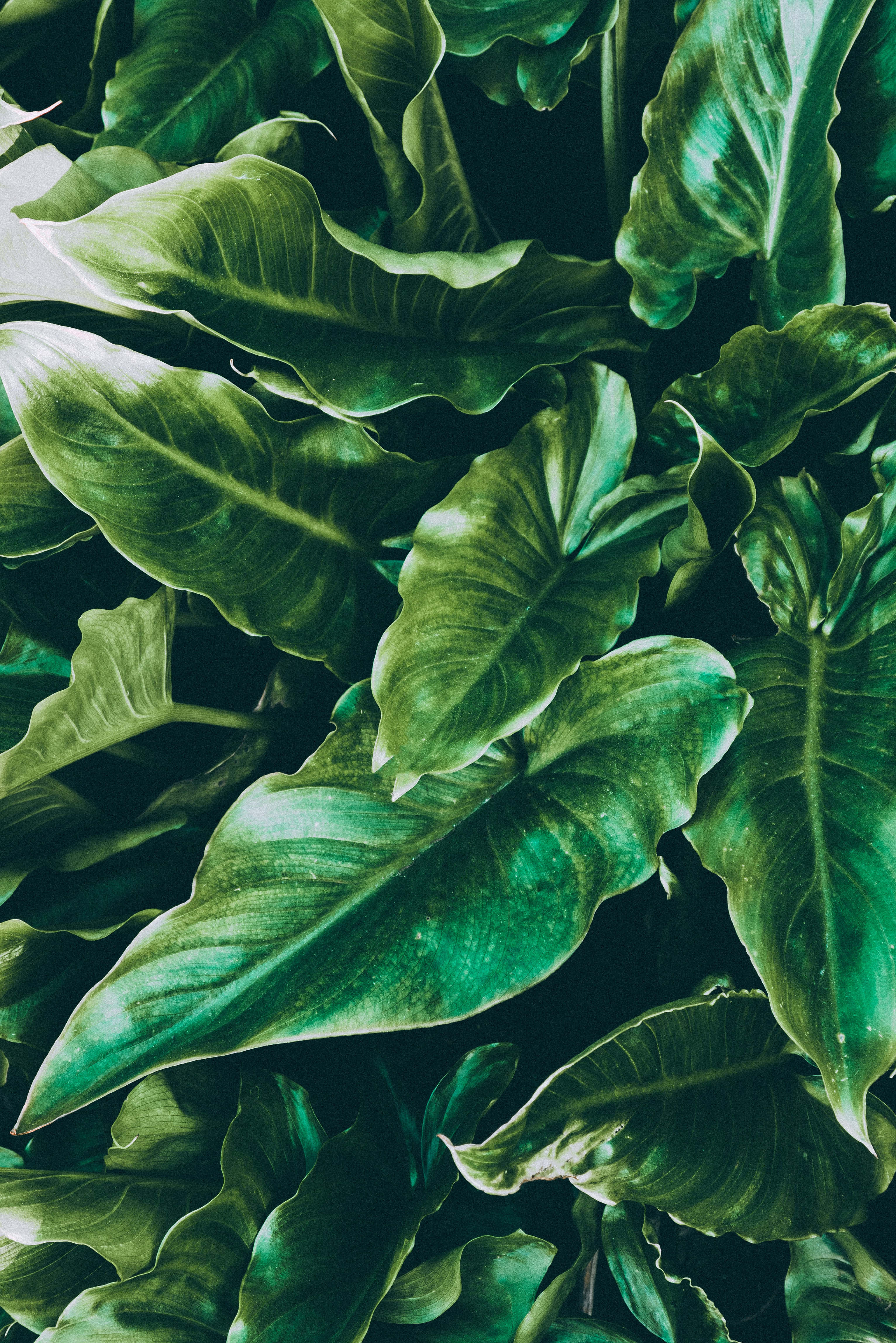Enjoy A Relaxing Of Stunning Tropical Leaves Wallpaper