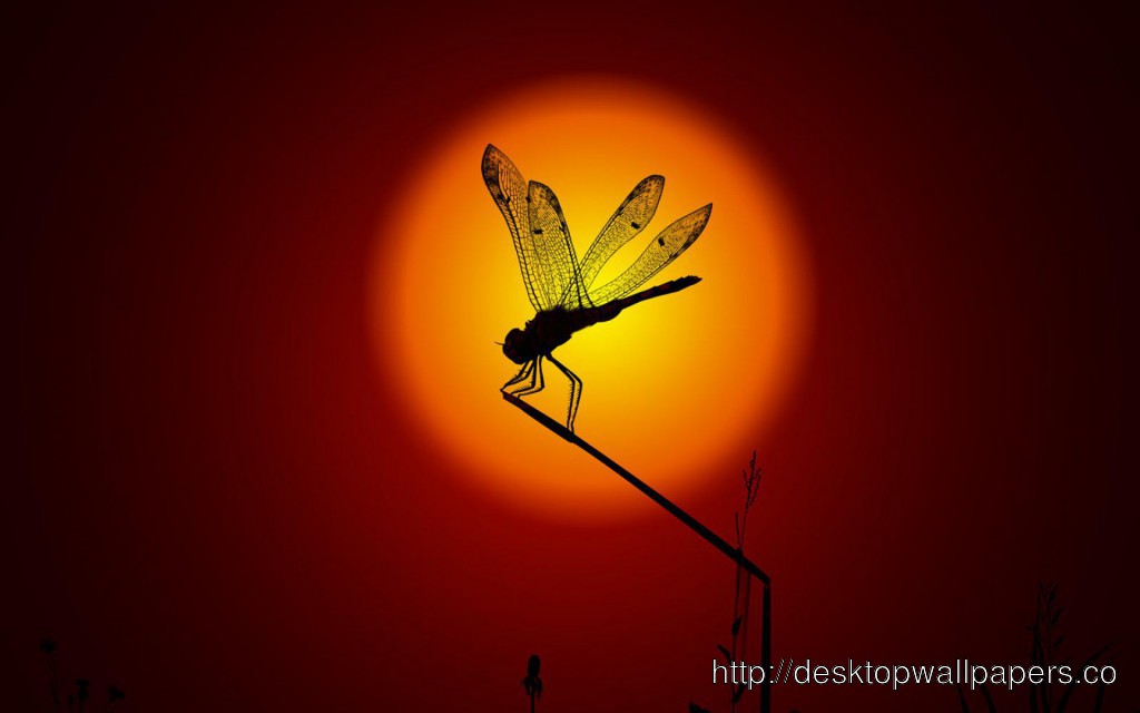 Dragonfly Insect Wallpaperdesktop Wallpaper