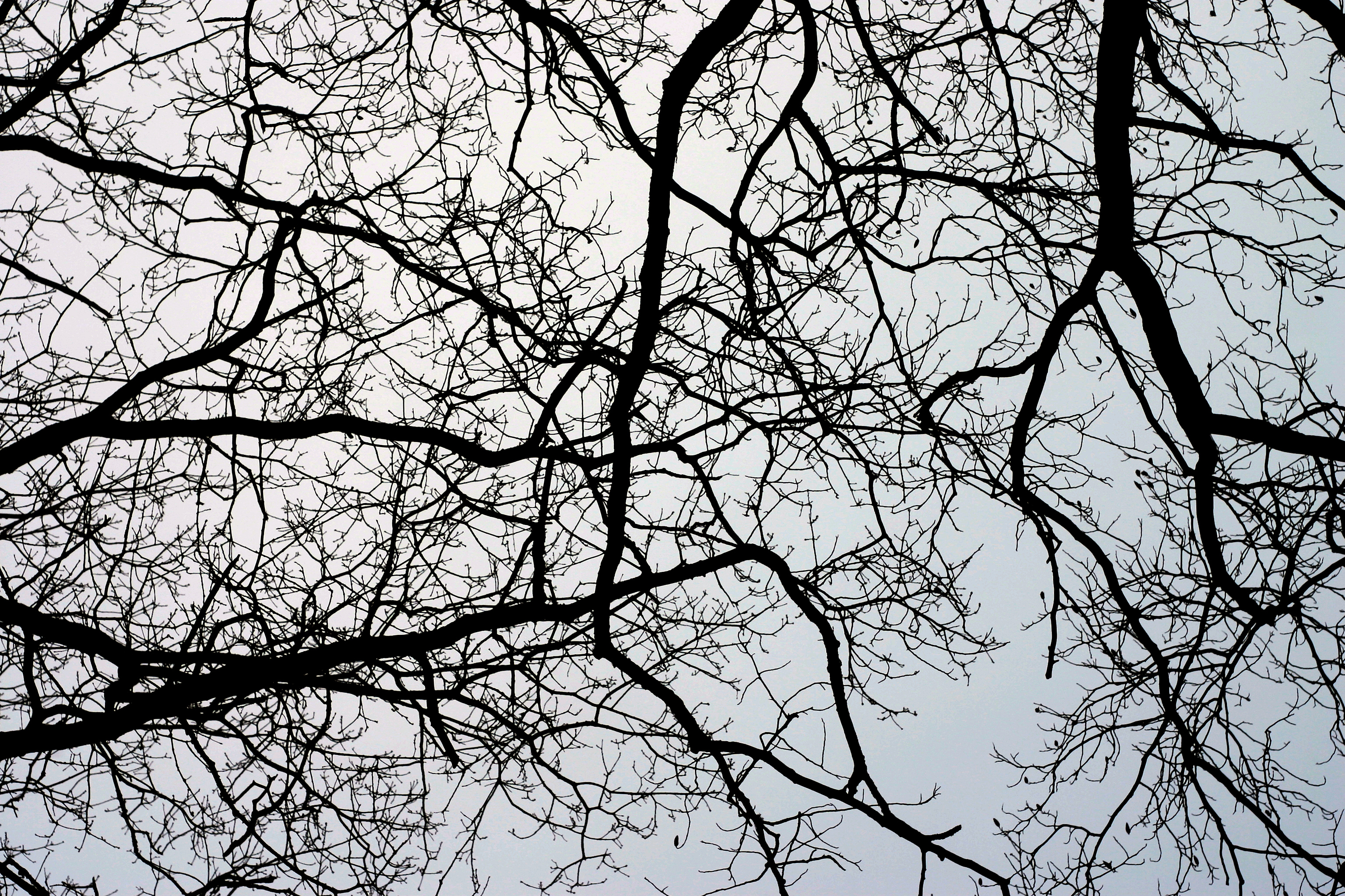  tree branches texture Black Background and some PPT Template