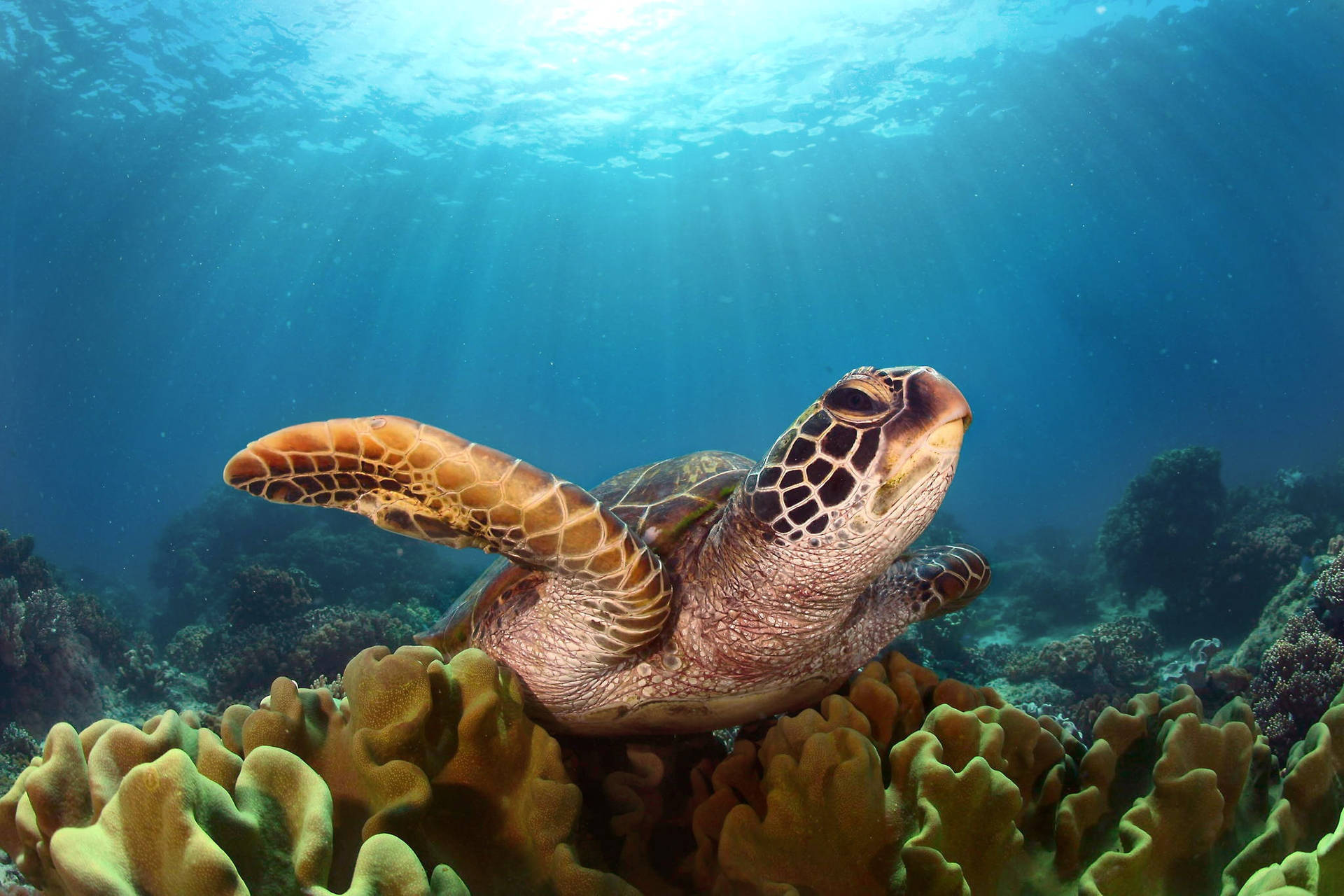 Cute Turtle Wallpaper
