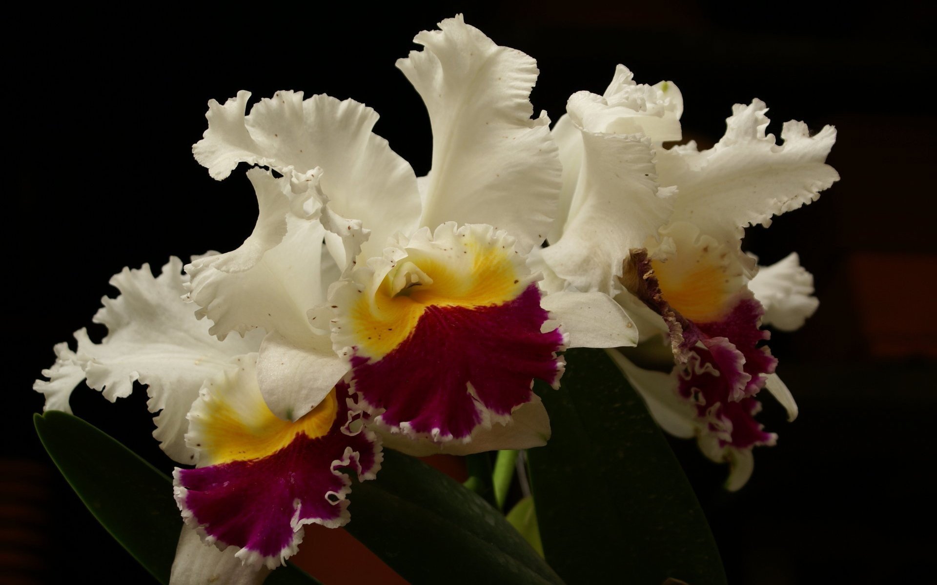 Orchids Wallpaper HD