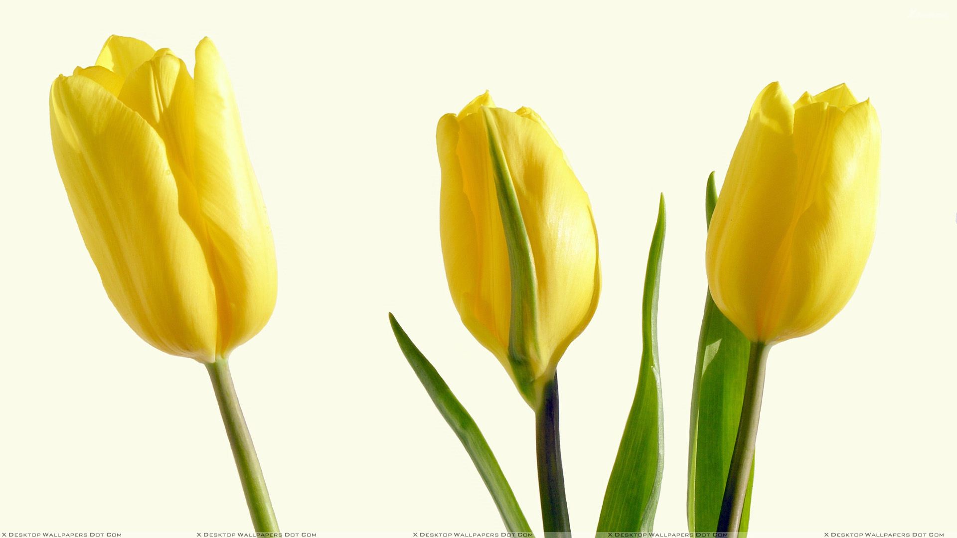 Three Yellow Tulips And White Background Wallpaper