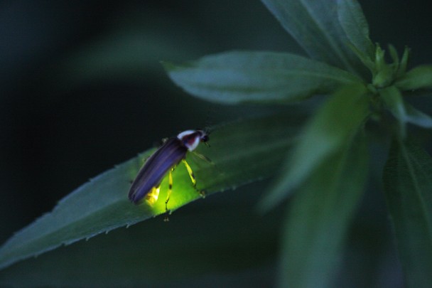 Firefly Lightning Bug   National Geographic Photo Contest 2013