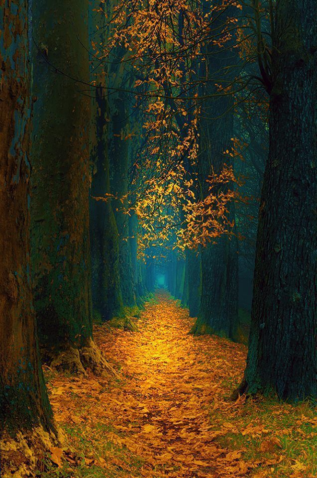 Beautiful Autumn Forest Pathway