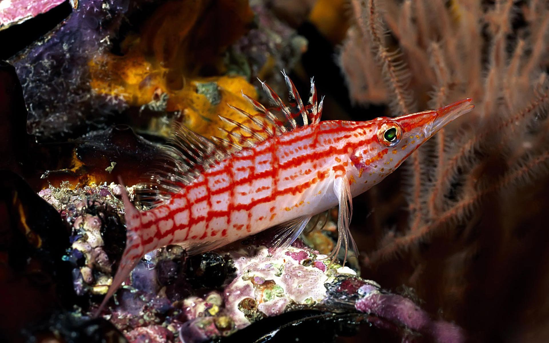 Marine Life Fish Wallpaper Tropical