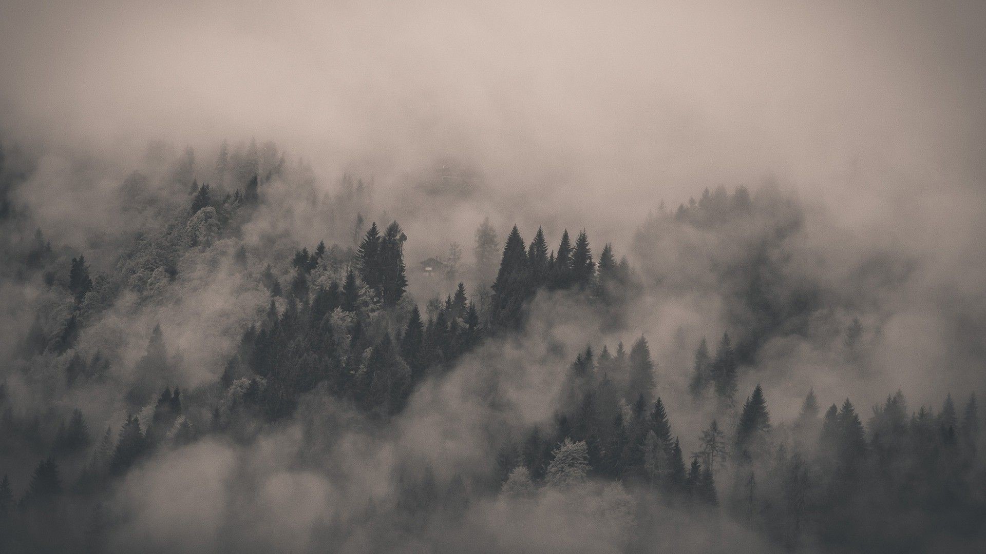 Foggy Forest Backgrounds Free Download  PixelsTalkNet