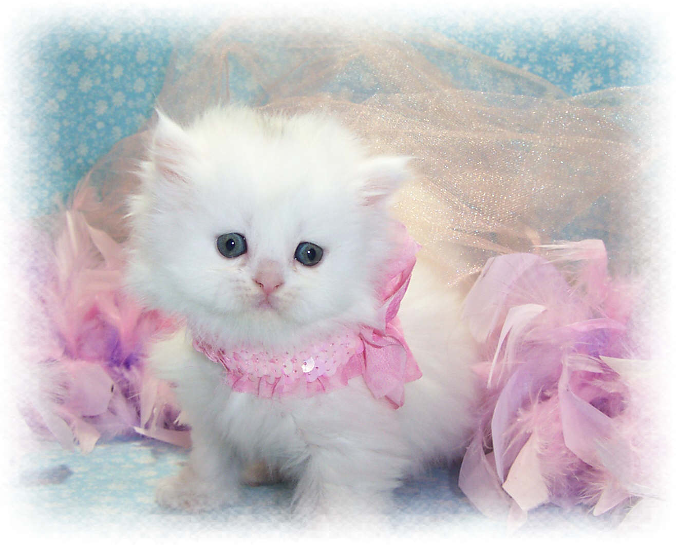 An adorable white Persian kitten dressed in a pink sequined collar and feather boa, posing against a light blue snowflake background with a sheer pink veil