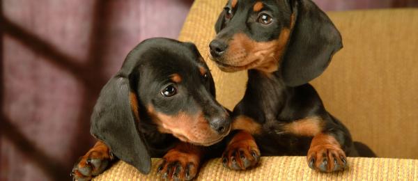 Dachshund Wallpaper HD Pictures Pics Image Photos