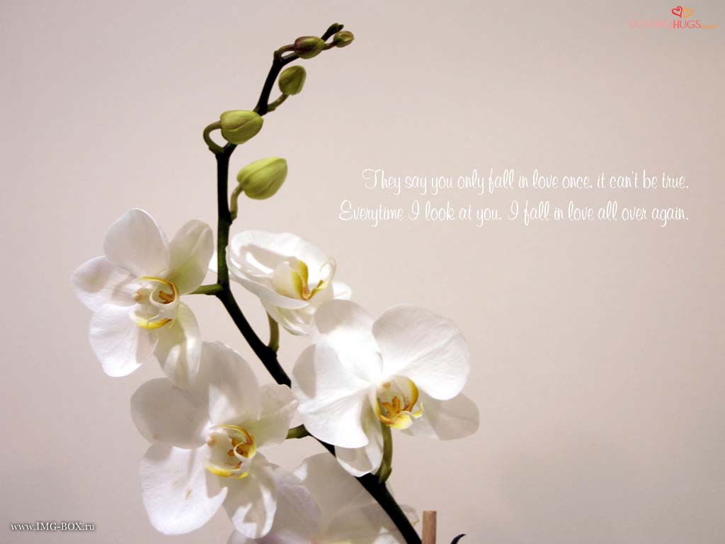 White Orchid Best Wallpaper On Your Desktop Postcard