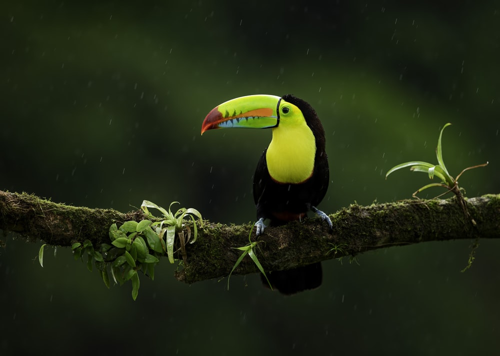1k Toucan Pictures Image