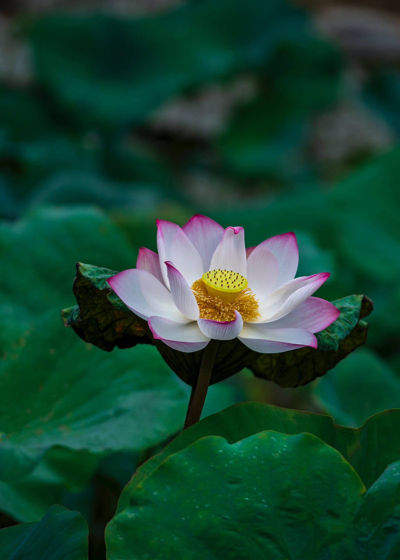 Flower Android Wallpaper