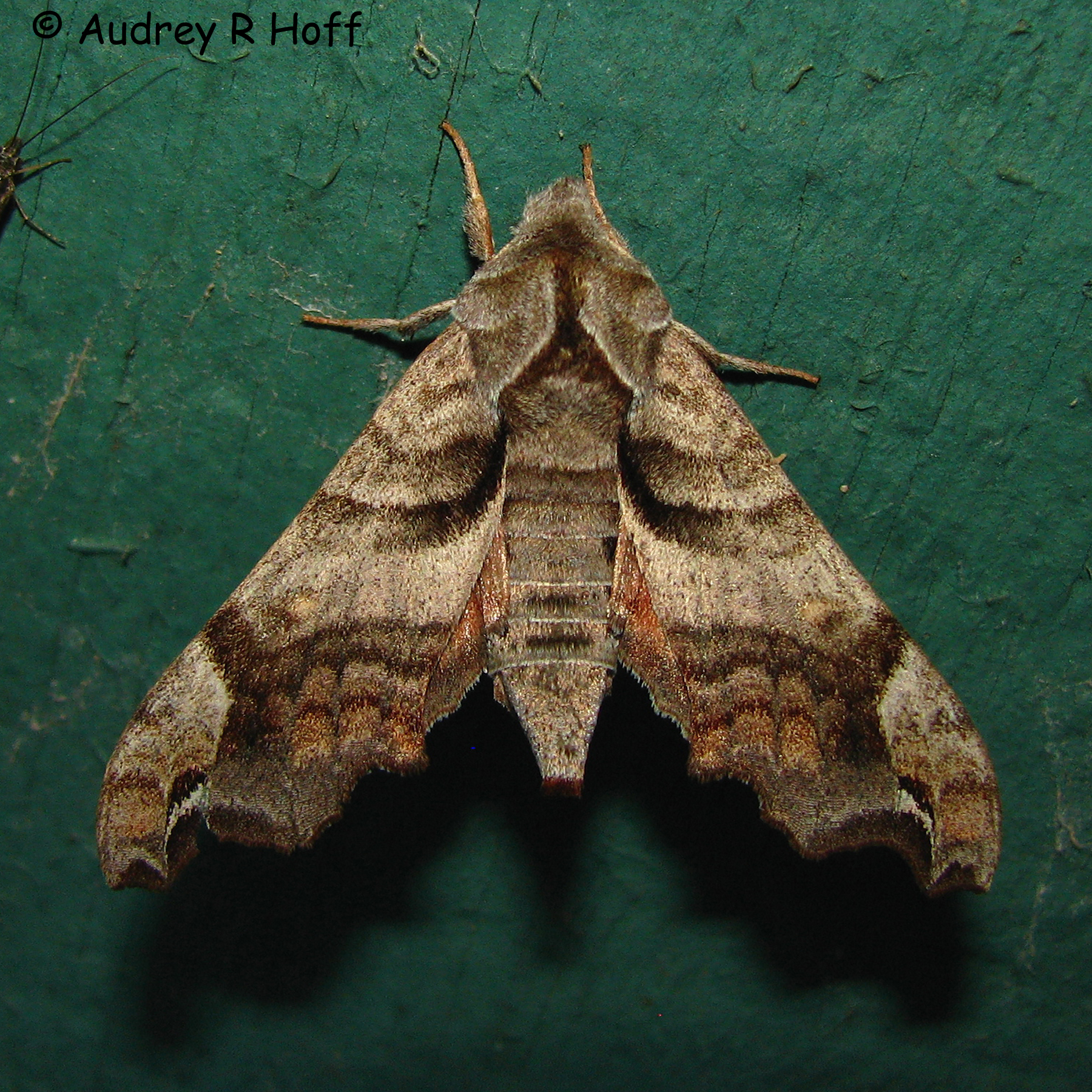 Family Sphingidae Wallpaper
