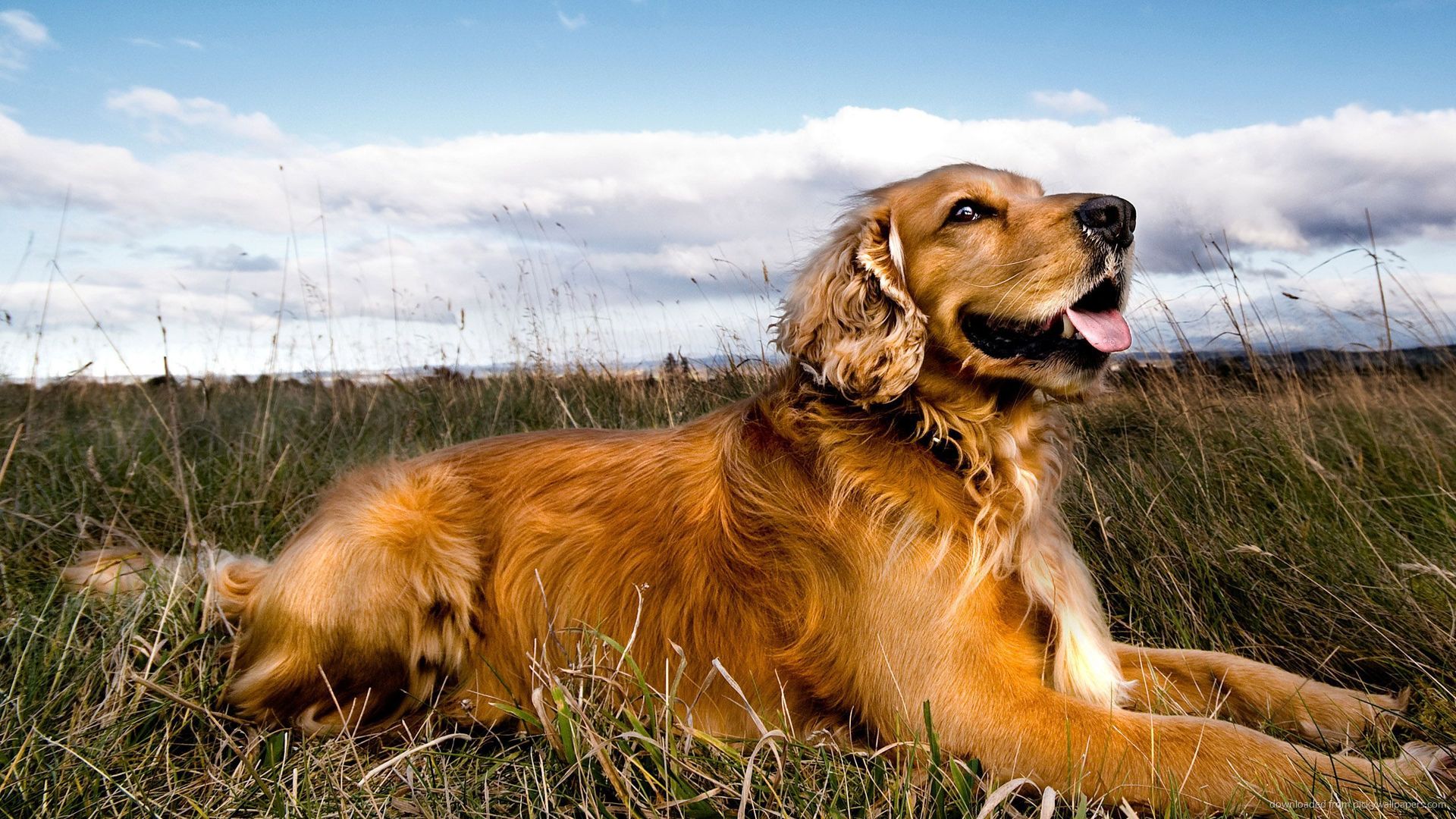 Golden Retriever Relaxing In A Field Wallpaper Screensaver For Kindle3
