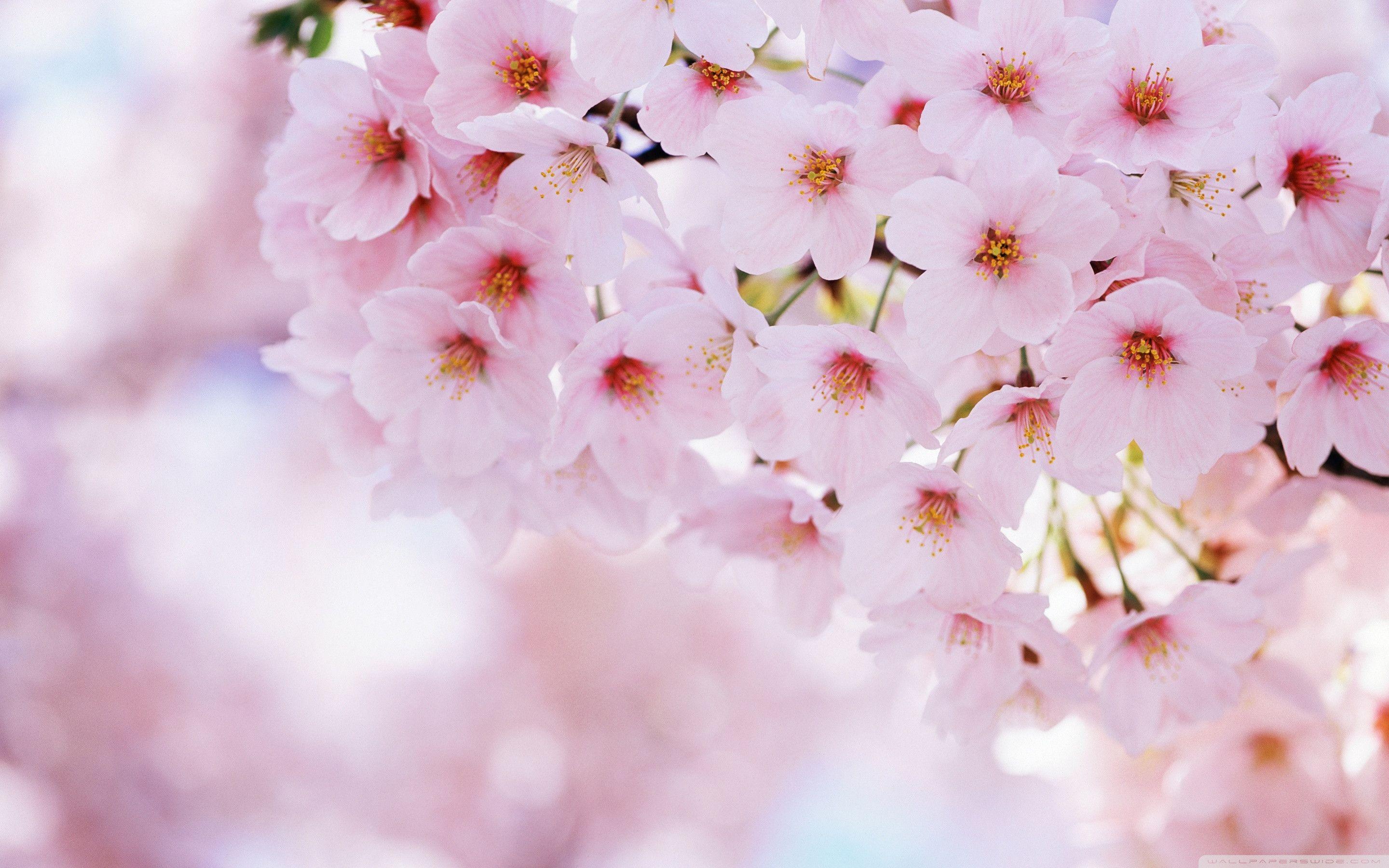 Cherry Blossom Desktop Backgrounds