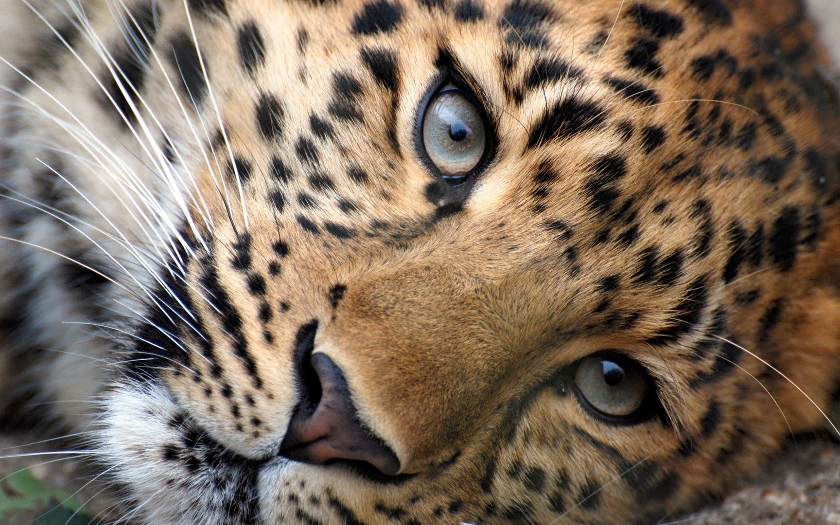 Leopard Eyes Wallpaper