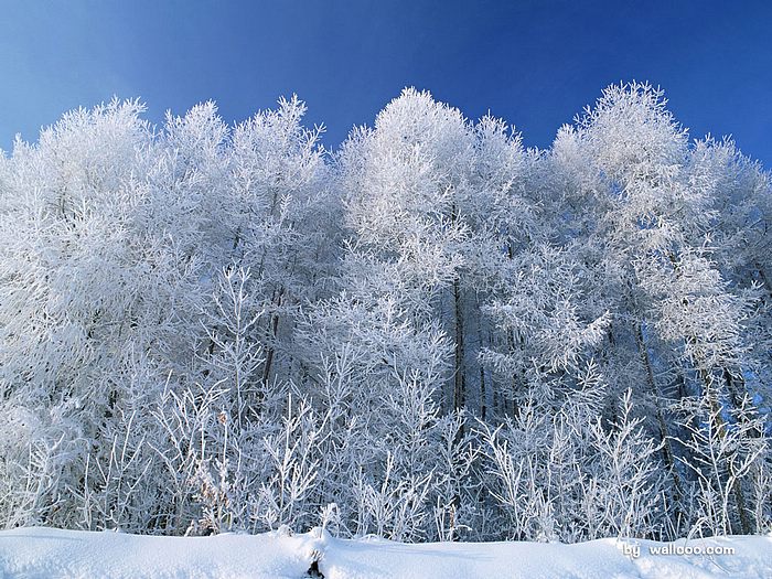 Snowy Winter Landscape Wallpaper Forest Snow