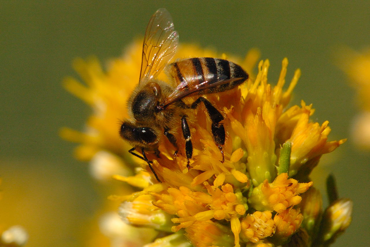 Honey Bee Pictures