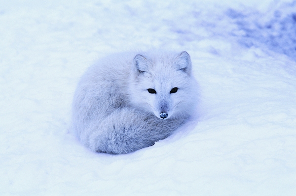 Arctic Fox Wallpaper Snow Desktop