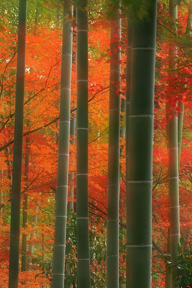 Nature Bamboo Forest Kyoto Japan iPad iPhone HD Wallpaper