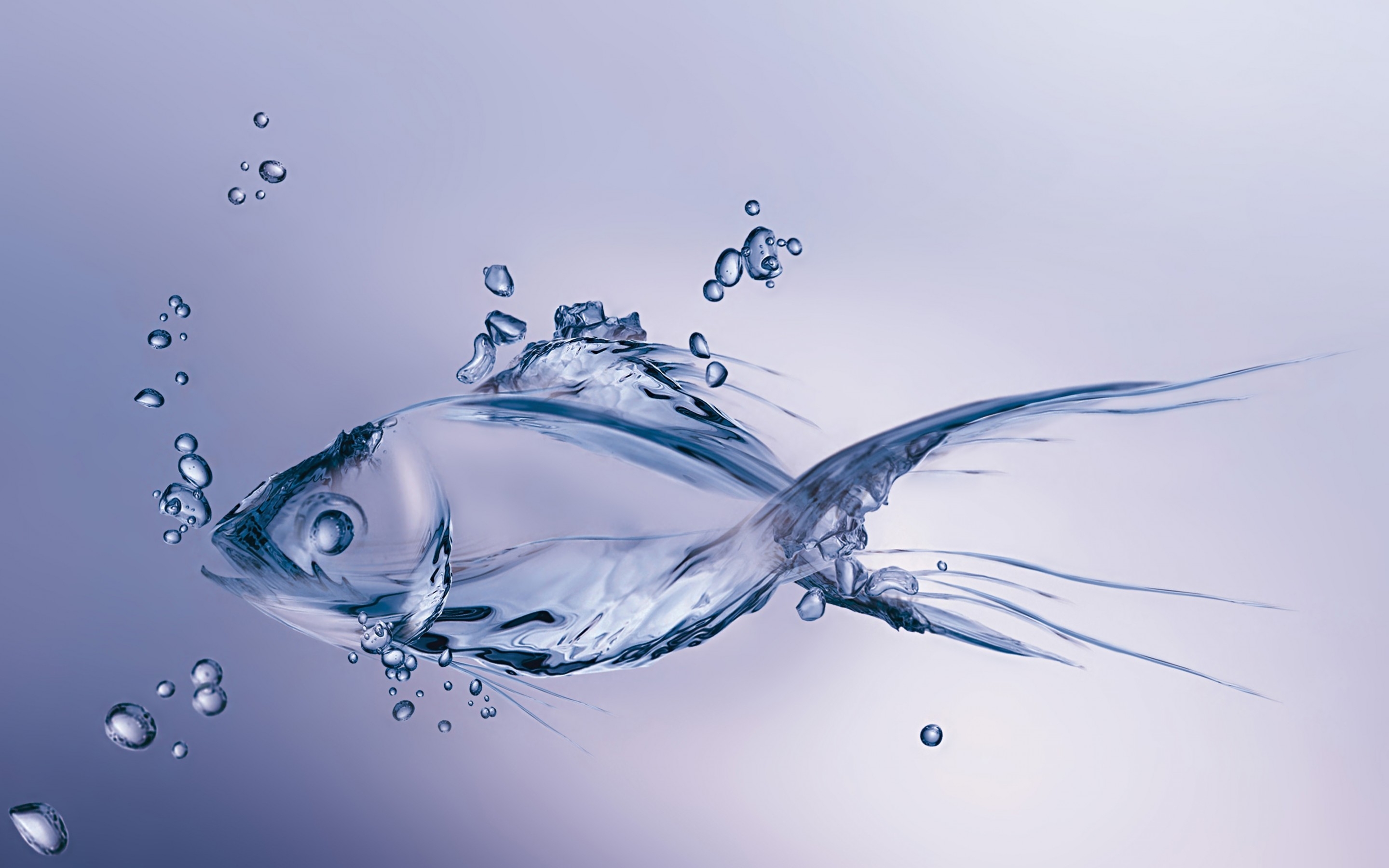 Fishes HD Wallpaper Background Image