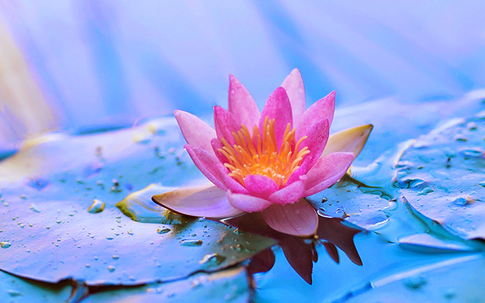 🔥 Download Wallpaper Lotus Flower by @charleslee | Flower Computer