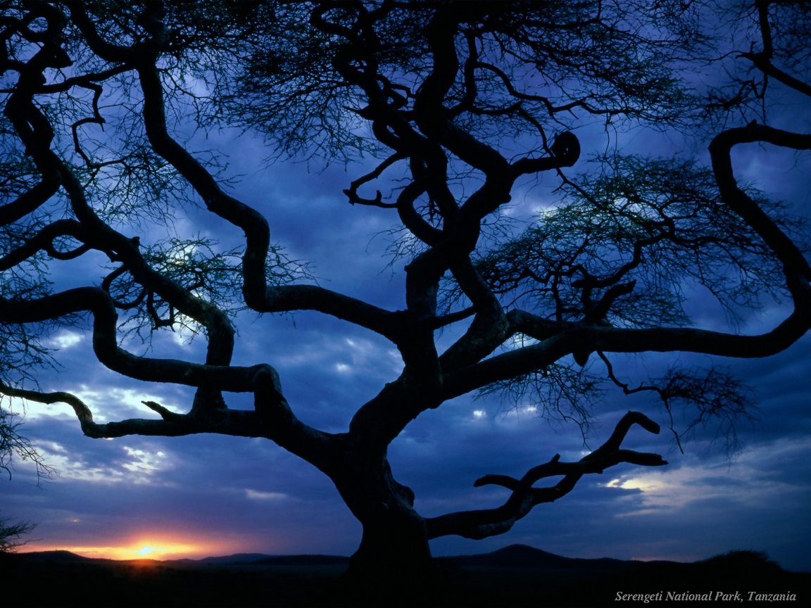 Cool Wallpaper Puter Evening Trees