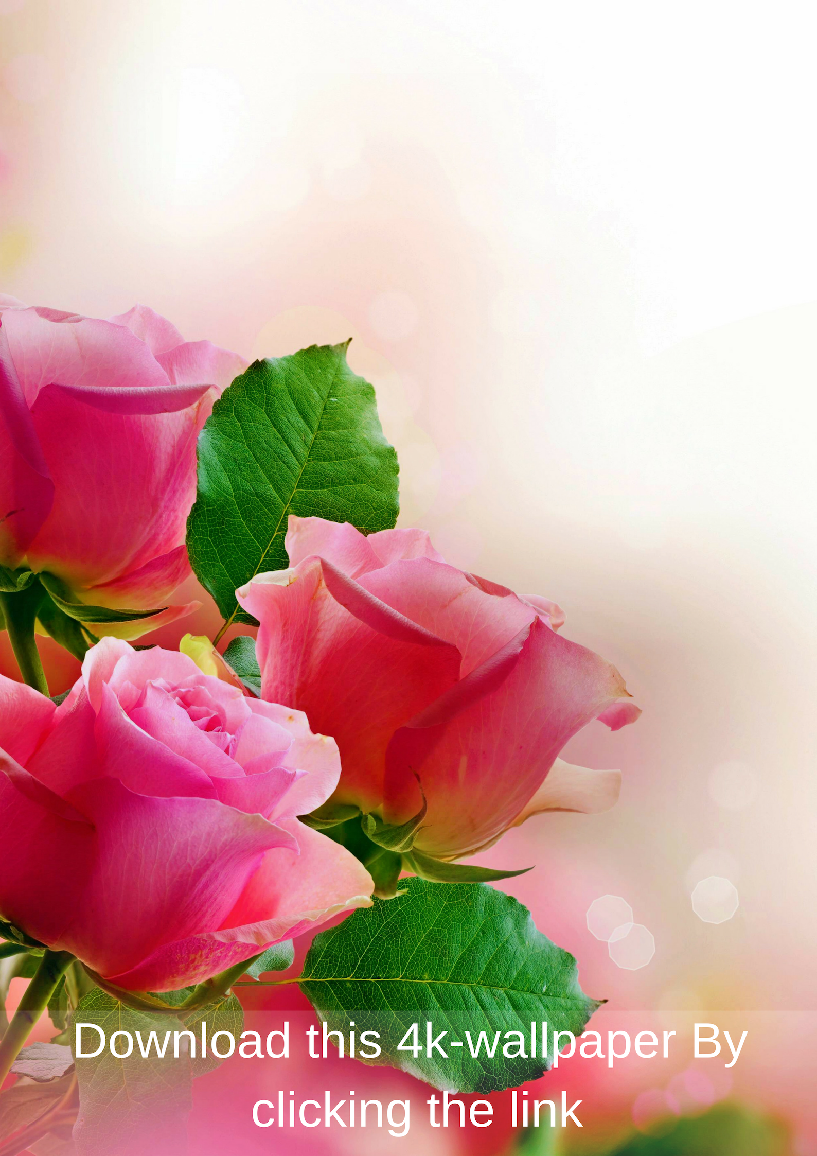 Close-up of vibrant pink roses in bloom, showcasing their delicate petals and lush green leaves against a soft, bokeh background. Perfect for a mobile wallpaper