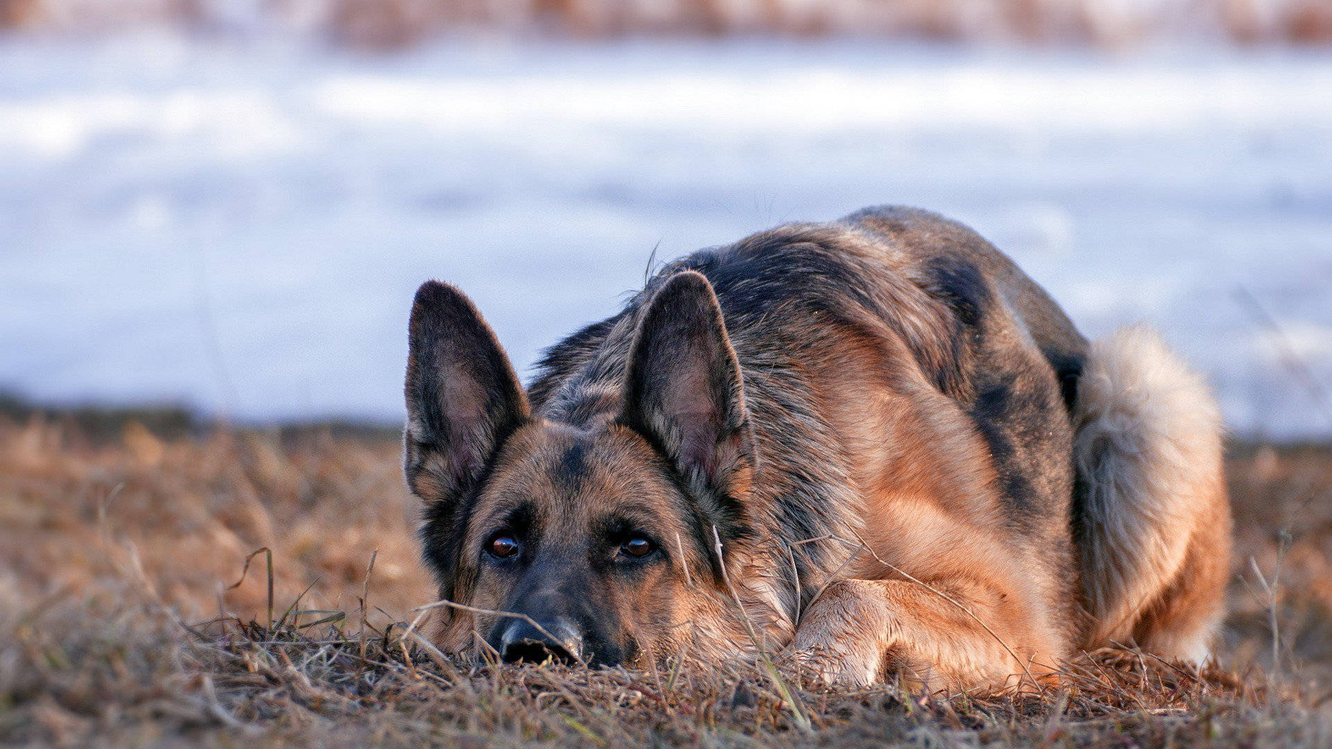 Top German Shepherd Wallpaper Full HD 4k To Use
