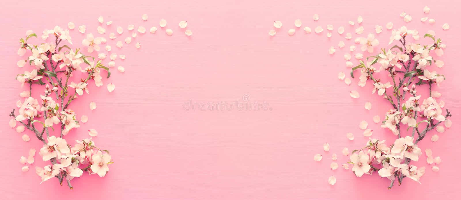 Pink Cherry Blossom Wallpaper