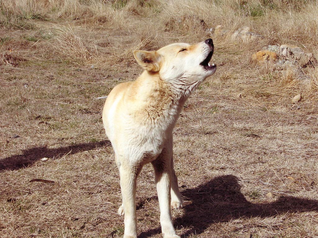 Dingo Wallpaper Animals Town