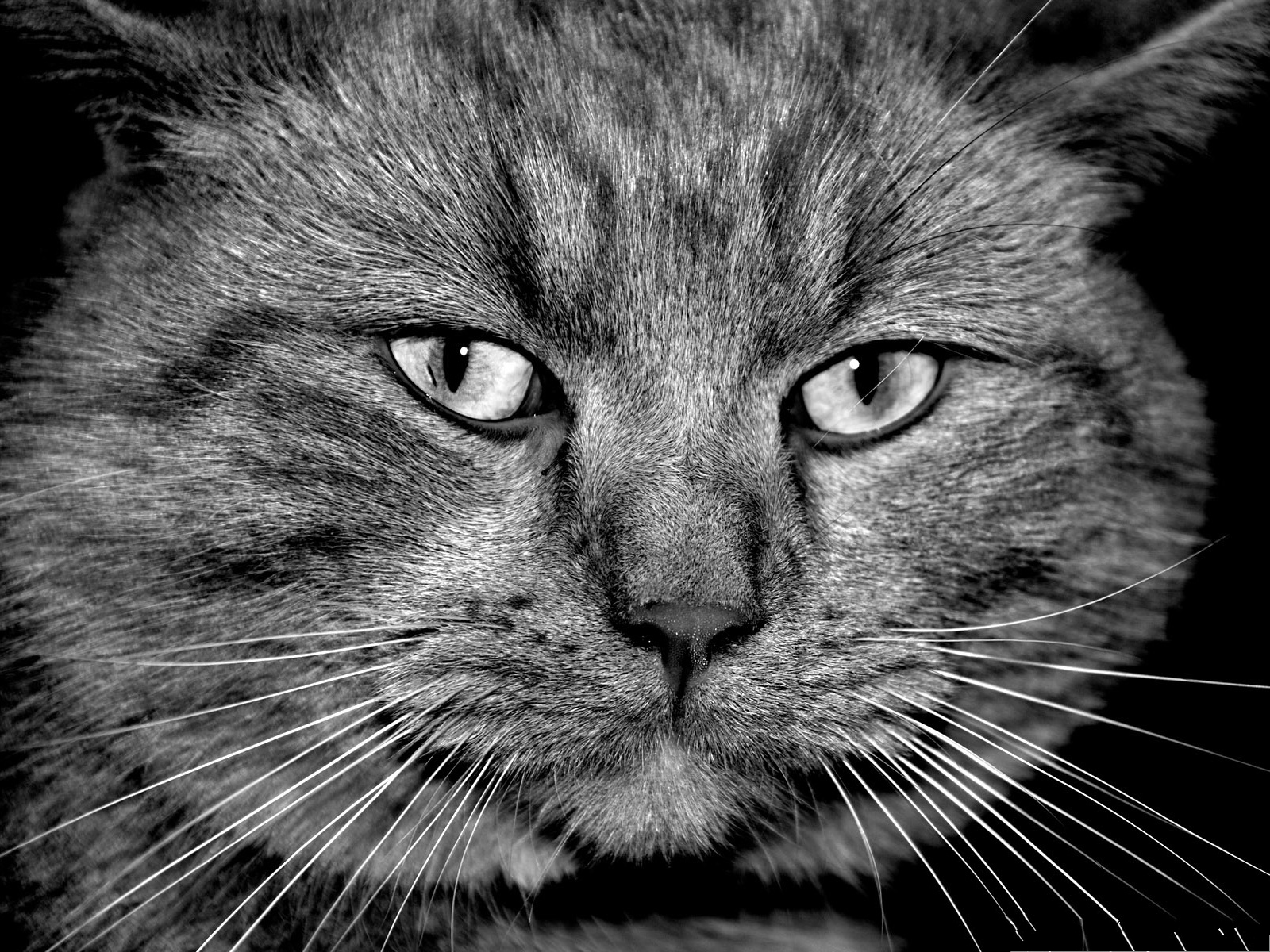 Cats Widescreen Wallpaper Gray Cat In Serious Look Impressive Kitten