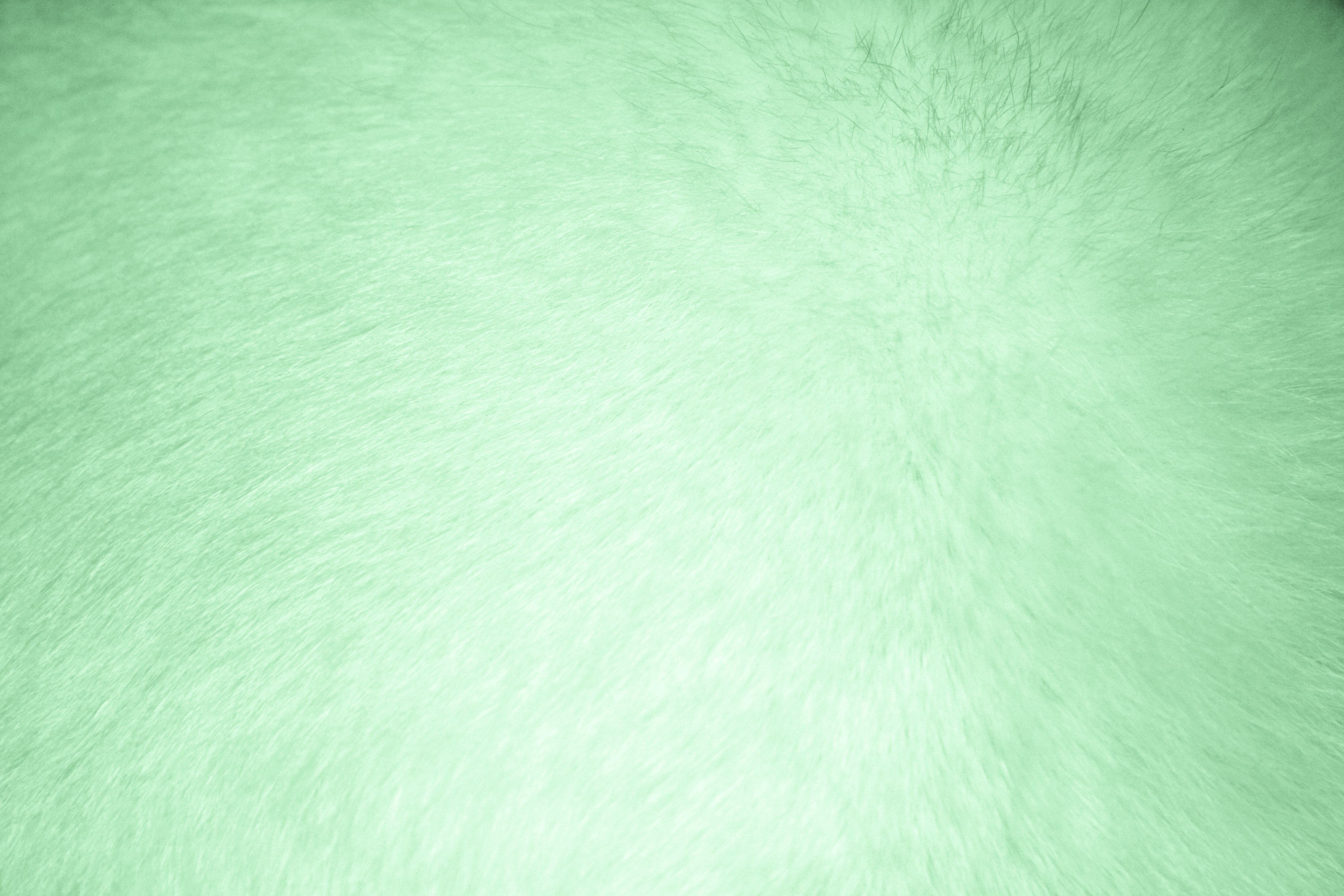 Light Green Fur Texture Picture Photograph Photos Public