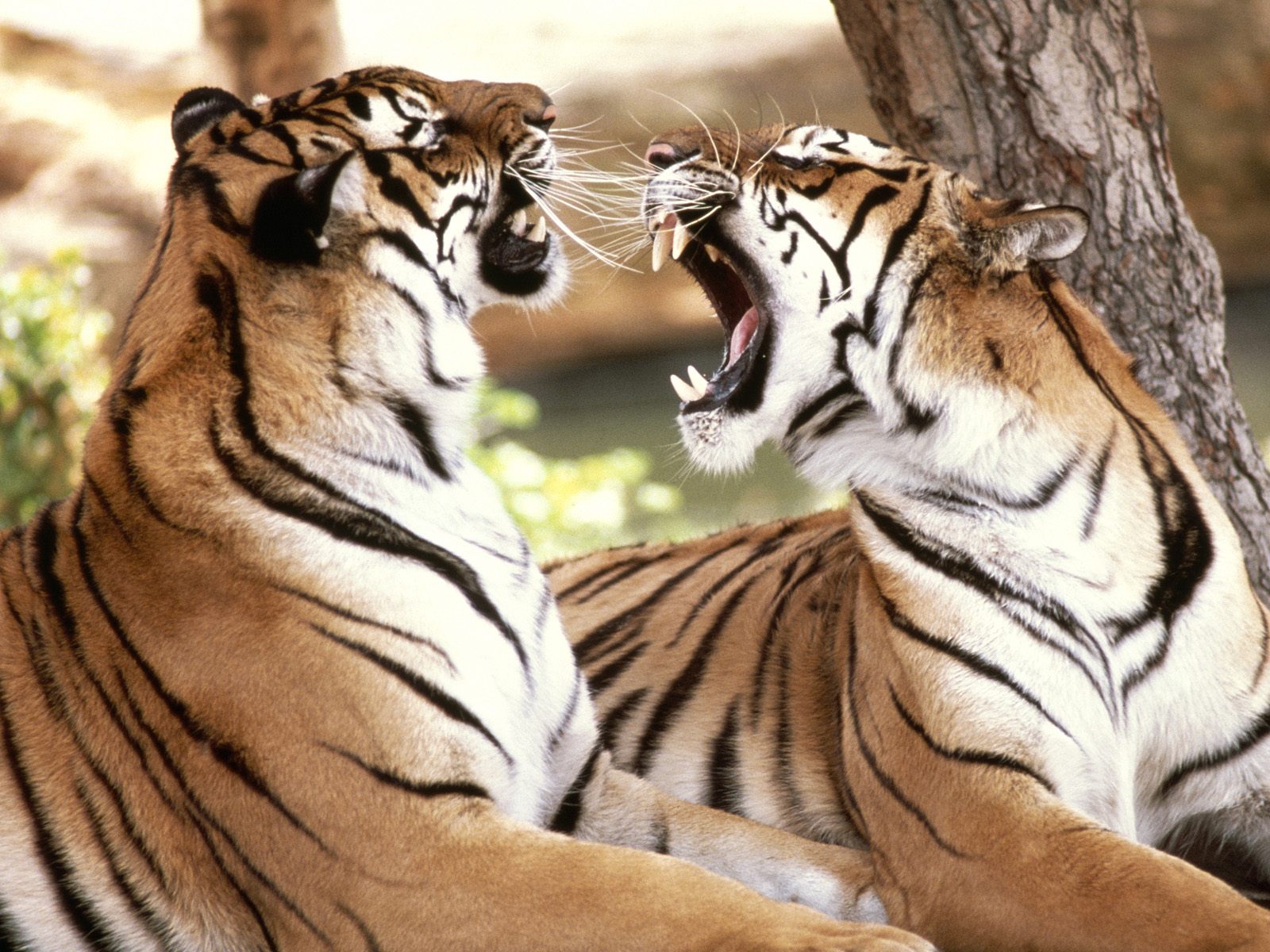Gallery Wallpapere New Royal Bengal Tiger