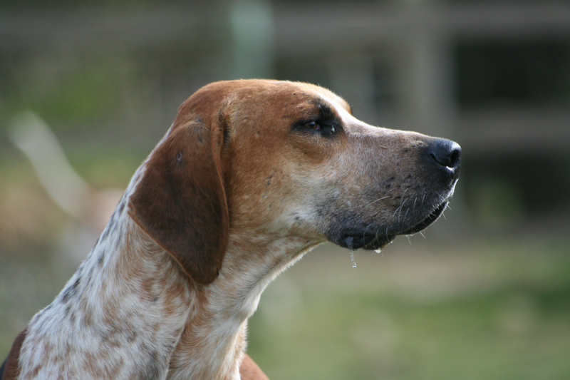 English Foxhound Everything Best Dogs