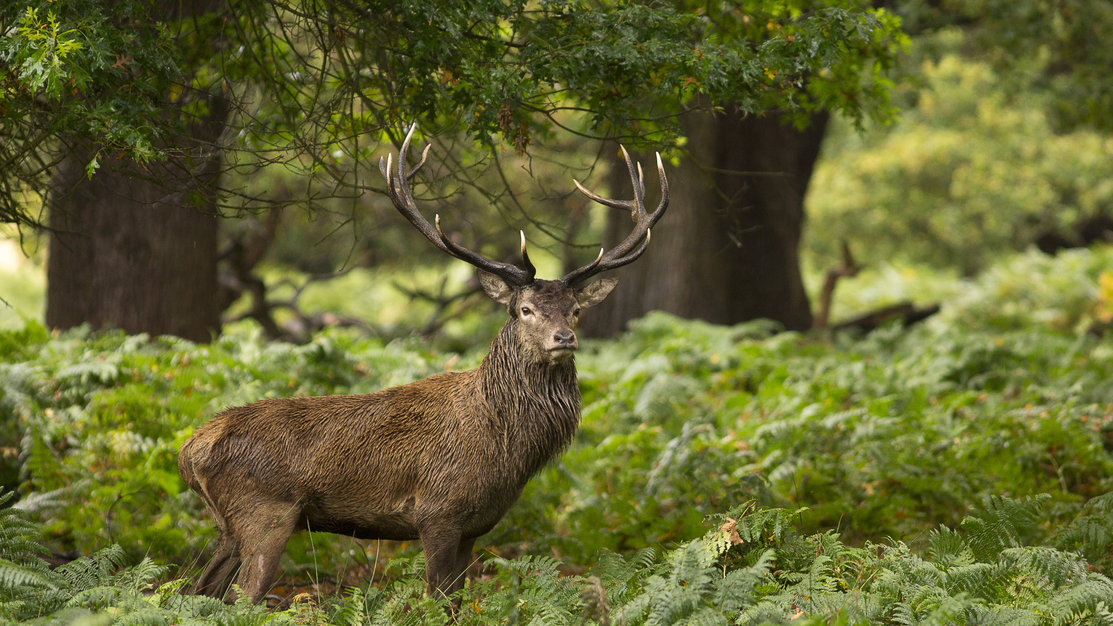  40 Woodland Animal Wallpapers WallpaperSafari