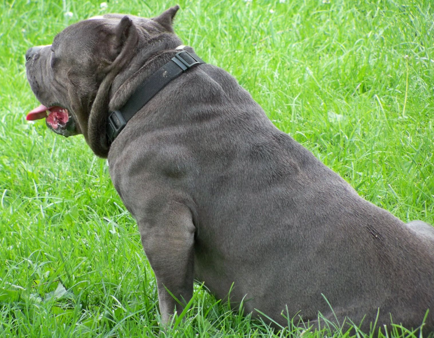 American Bully Wallpaper Pets Cute And Docile