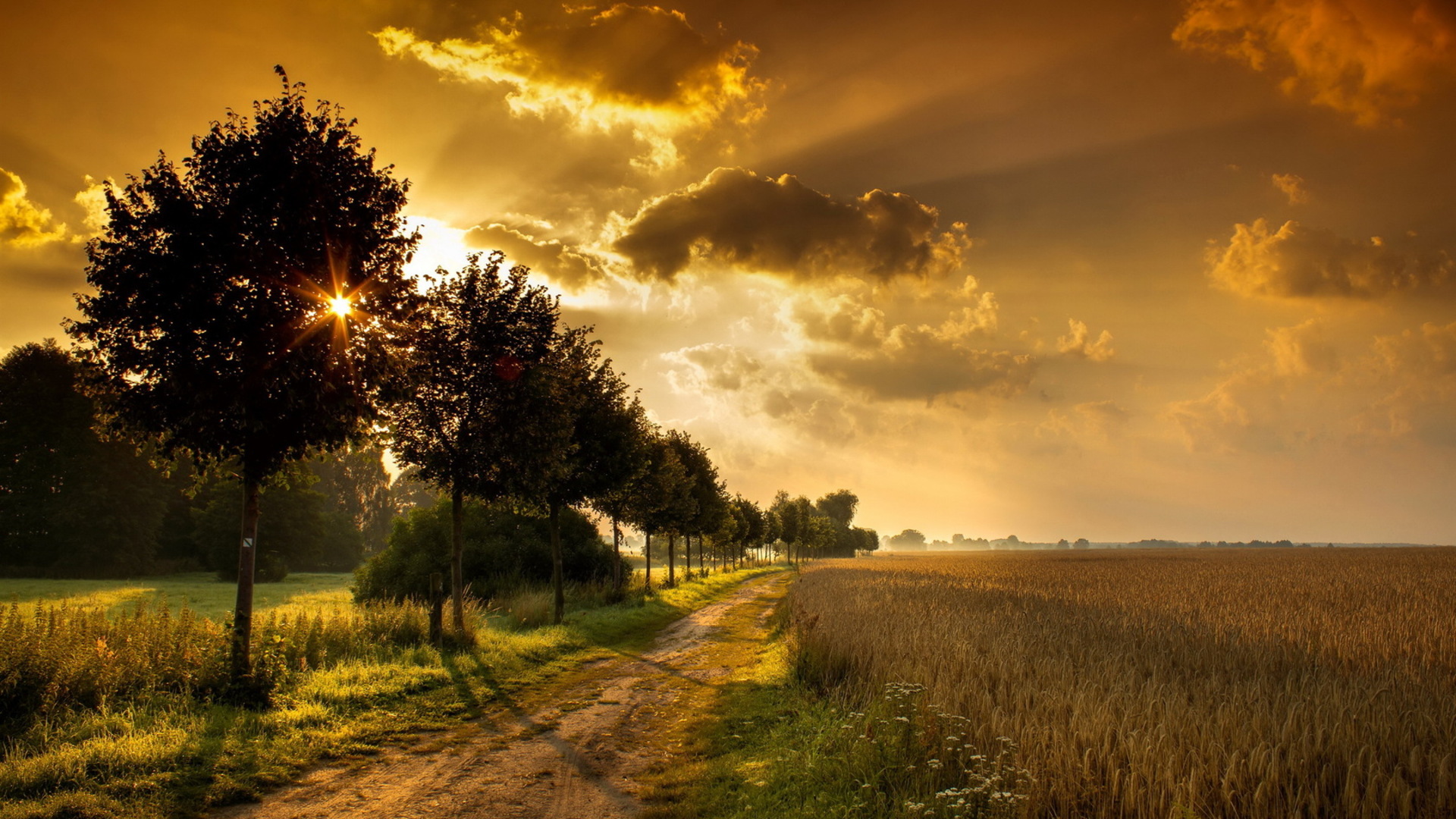 Wheat Field Wallpaper HD