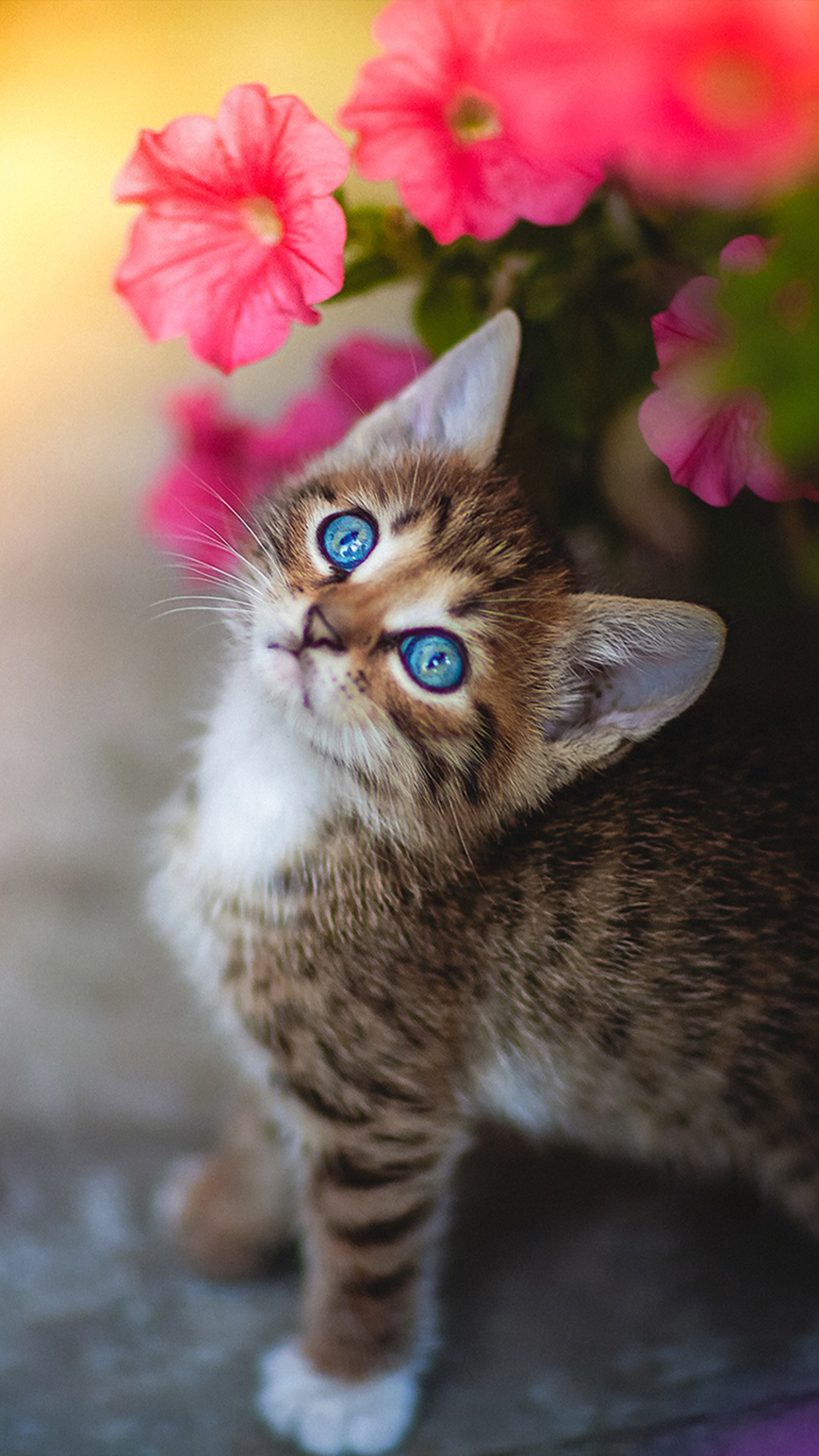 An adorable tabby kitten with striking blue eyes gazes up inquisitively, framed by vibrant pink petunias