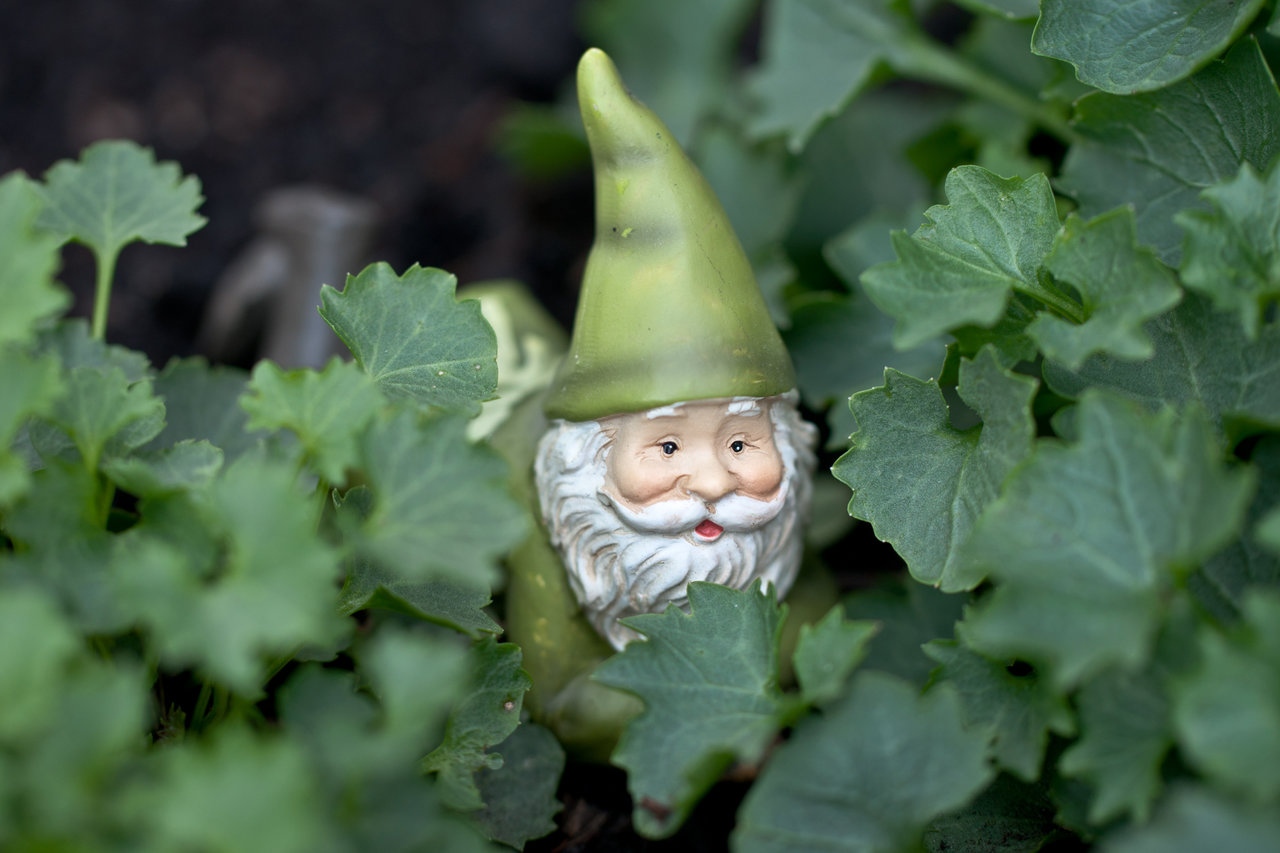 Garden Gnome In Campanula By Janszoon
